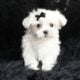 Poppy AKC Maltese