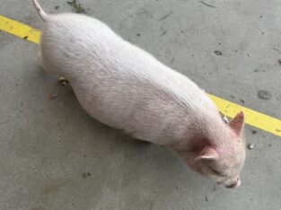 Mini Pig 2 momths old