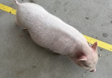 Mini Pig 2 momths old