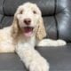 Male Goldendoodle