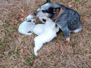 Blue Heeler Puppies