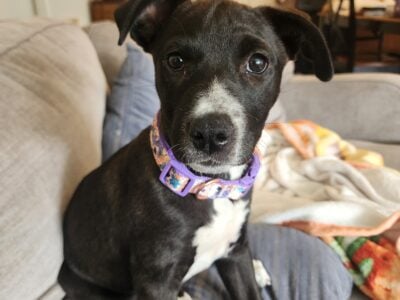9 month old puppy