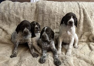 GSP DOGS