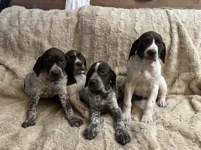 GSP DOGS