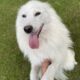Female Samoyed Mix in MN