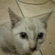 Siamese X ragdoll kittens for sale