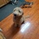 Goldendoodle