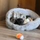 Bulldog puppy
