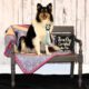 AKC Collie Puppies