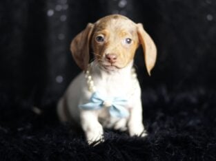 Reggie ACA Mini Dachshund