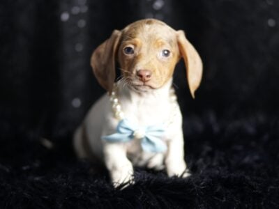 Reggie ACA Mini Dachshund