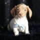 Reggie ACA Mini Dachshund