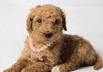 Mini Goldendoodles