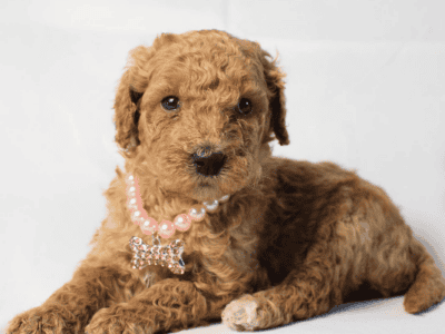 Mini Goldendoodles