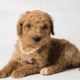 Mini Goldendoodles