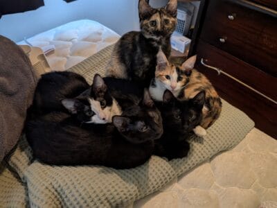 AWESOME KITTIES LOOKING FOR THEIR FOREVER FAMILY