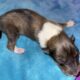 AKC Rough collies ready for homes April 10th 2025