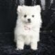 Vivien UABR Pomeranian