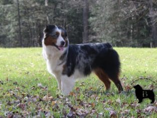 Brawley Miniature American Shepherds