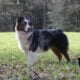 Brawley Miniature American Shepherds