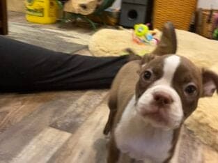 Hart, handsome red Boston terrier