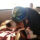 Service dog in training, willow,puppy