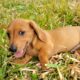 Mini dachshund