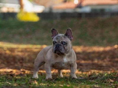 French Bulldog looking for a great home