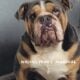 English Bulldog puppies
