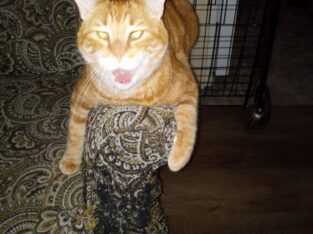 Orange Tabby 9 yrs old
