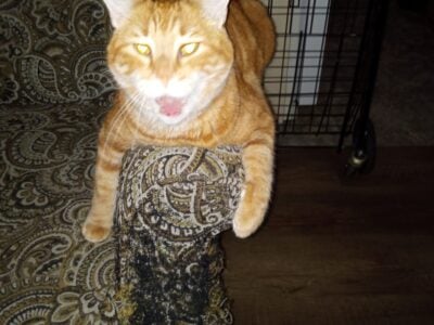 Orange Tabby 9 yrs old