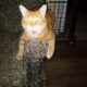 Orange Tabby 9 yrs old