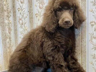Standard poodles