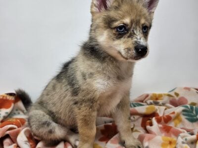 Nala – Mini Pomsky (Female)