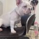 Male Frenchie
