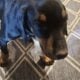AKC Doberman puppies