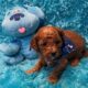 *Reduced Price* New Litters Beautiful CavaPoo Boys