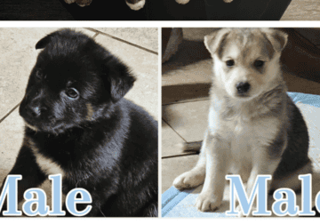 German shepherd husky (Shepsky ) pups available