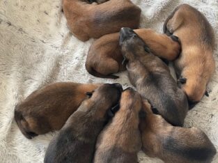 Belgian Malinois X Puppies