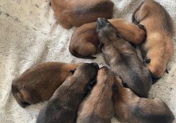 Belgian Malinois X Puppies