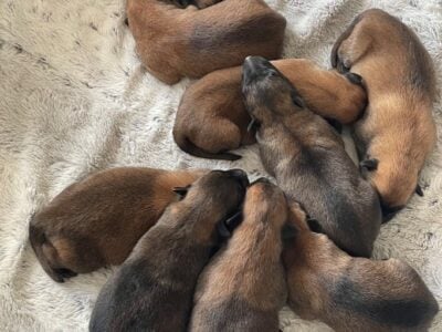 Belgian Malinois X Puppies