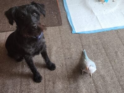 Female Miniture Schnauzer