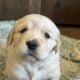 CKC Golden Retriever puppies