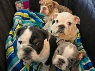 AKC Miniature English Bulldogs