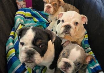 AKC Miniature English Bulldogs