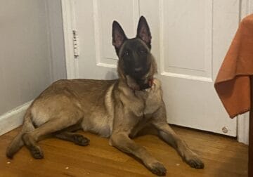 Belgian Malinois