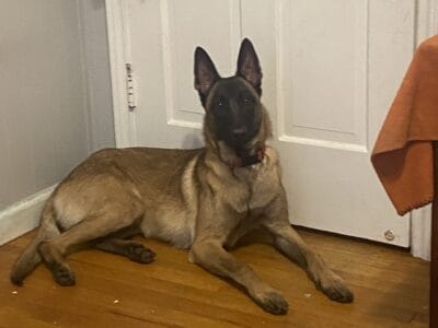 Belgian Malinois