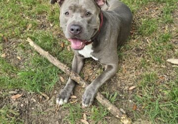 Loving, playful and goofy pitbull