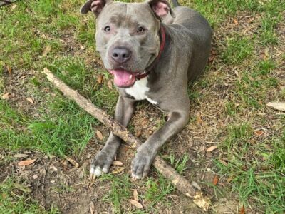 Loving, playful and goofy pitbull
