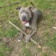 Loving, playful and goofy pitbull